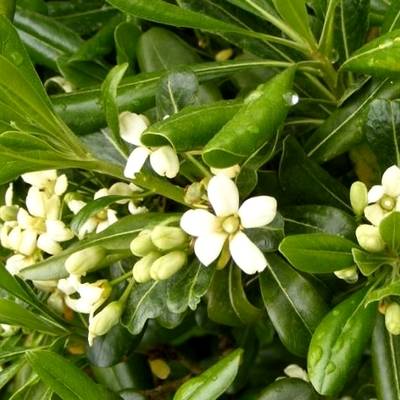 Pittosporum in perfumery
