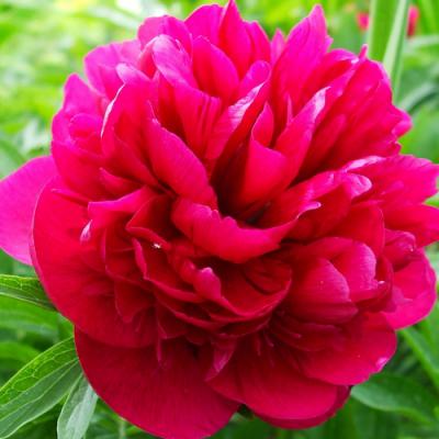 Peony in perfumery