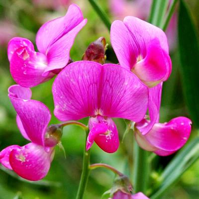 Sweet peas in perfumery
