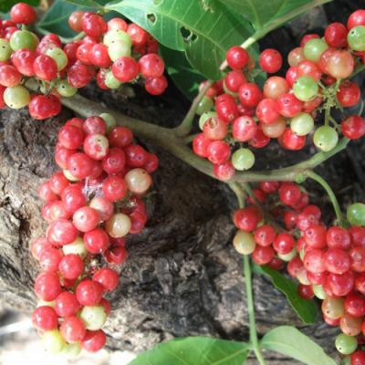 Pink Pepper in perfumery