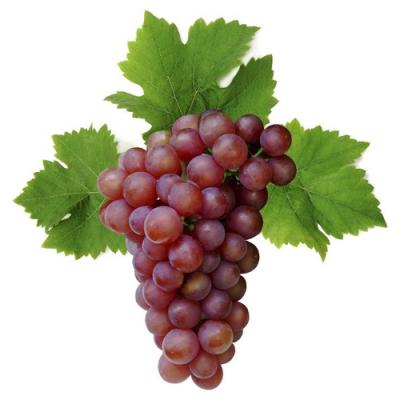 Grapes in perfumery