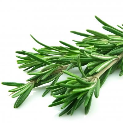 Rosemary in perfumery