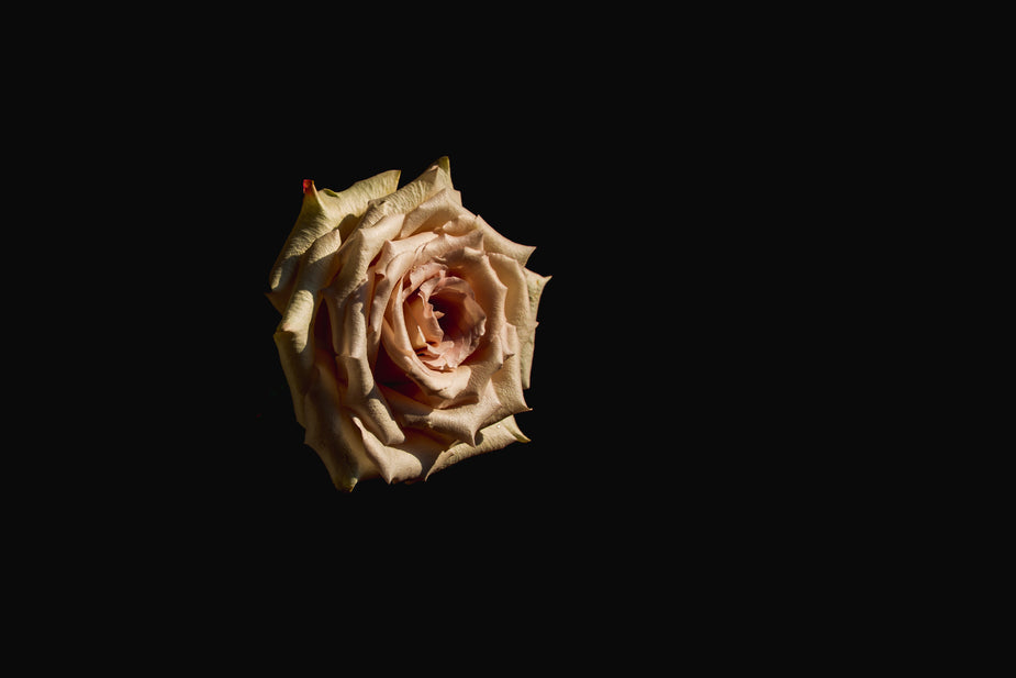 The Best Perfumes Similar to Chanel N°5 — Fragrenza fragrance guide