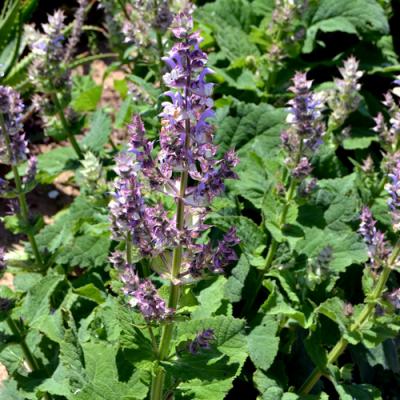Clary sage in perfumery