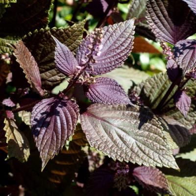 Shiso in perfumery