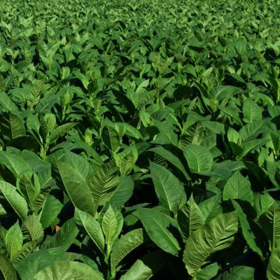 Tobacco in perfumery