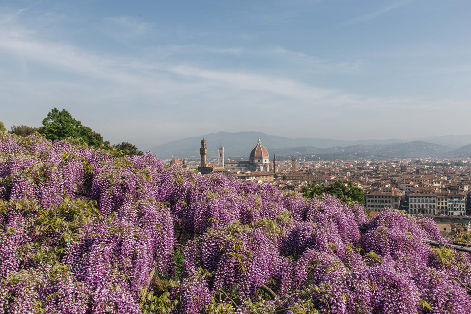 The Renaissance: Europe's Revival of Perfumery — Fragrenza fragrance guide