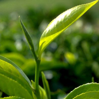 Tea in perfumery