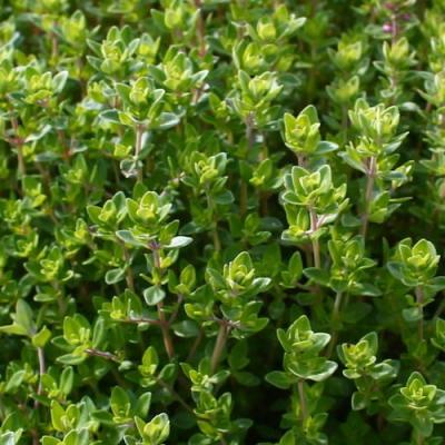 Thyme in perfumery