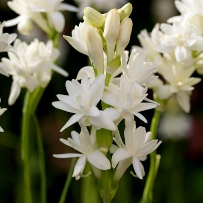 Tuberose in perfumery