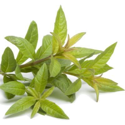 Verbena in perfumery
