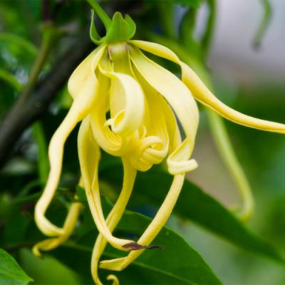 Ylang-Ylang in perfumery