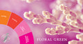 Illustration representing Floral Green Fragrances