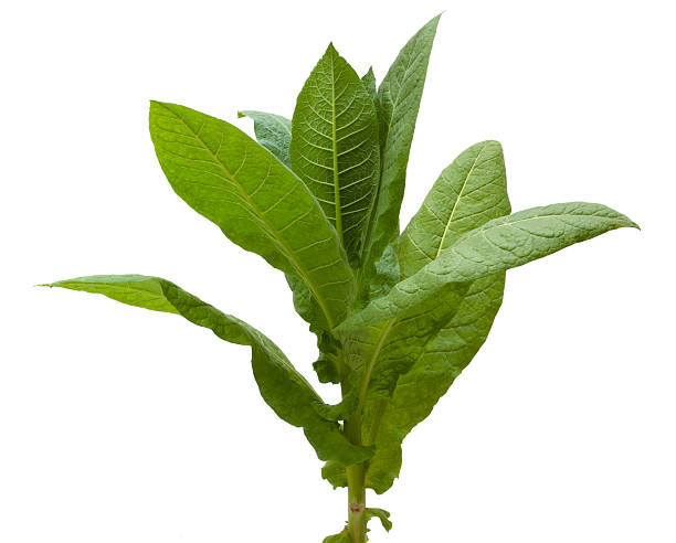 Tobacco Leaf Fragrances