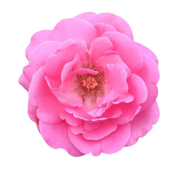 Damask Rose Fragrances
