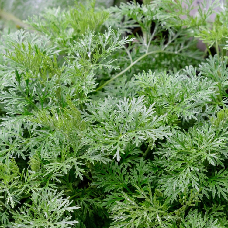 Mugwort Fragrances