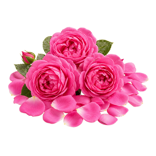 Bulgarian Rose Fragrances