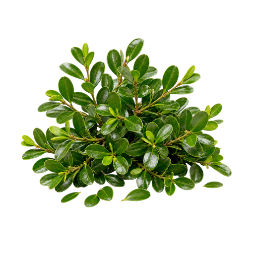 Buxus note