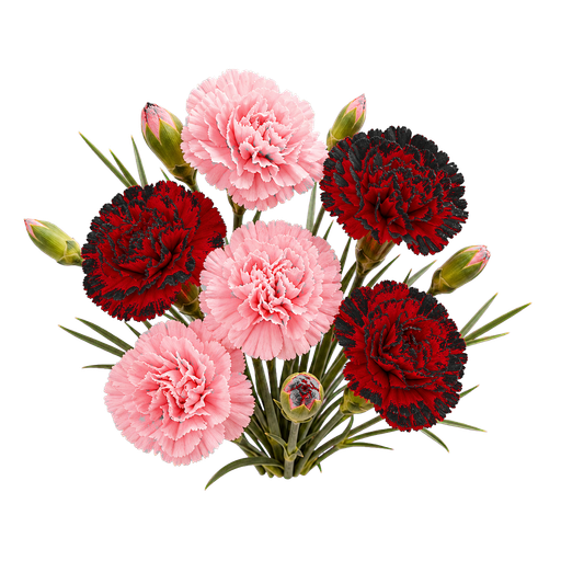 Carnation note