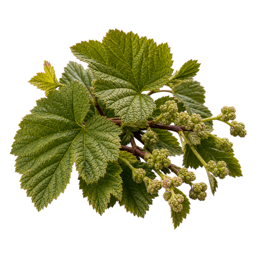 Currant leaf and bud note