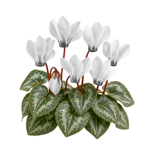 Cyclamen Fragrances