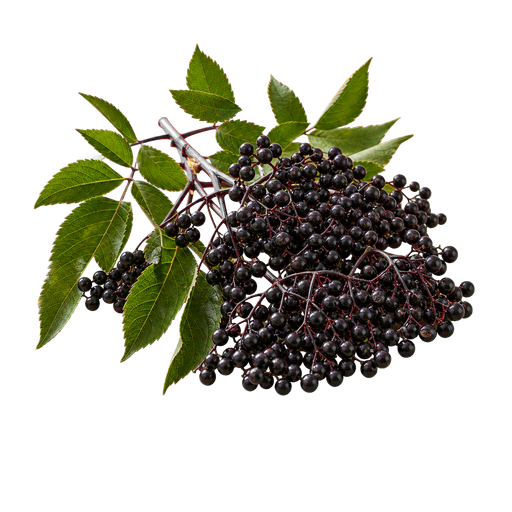 Elderberry note