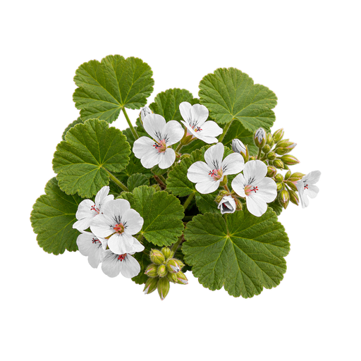 Geranium note