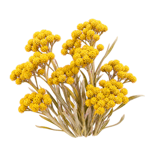 Immortelle note