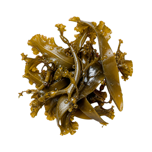 Kelp note