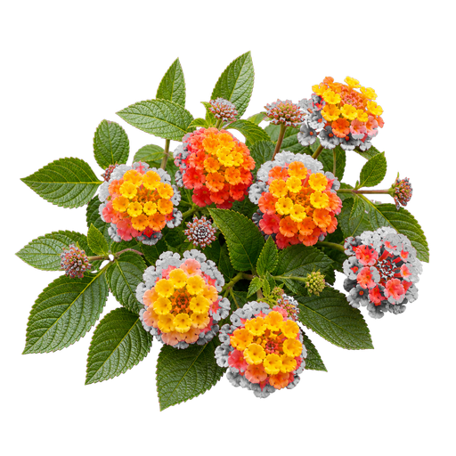 Lantana note