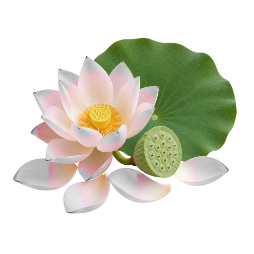 Lotus note