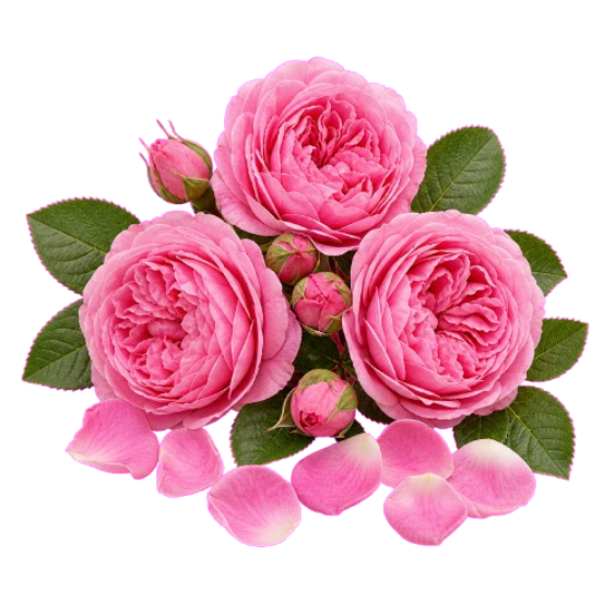 May Rose note