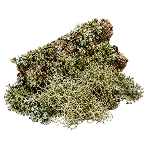 Oakmoss note
