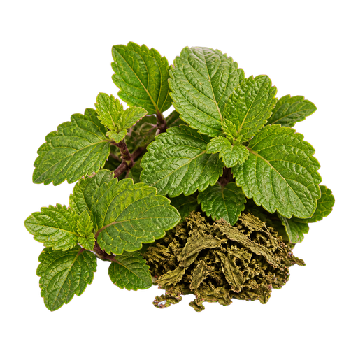 Patchouli Fragrances