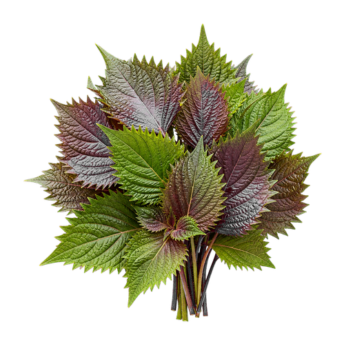 Shiso note