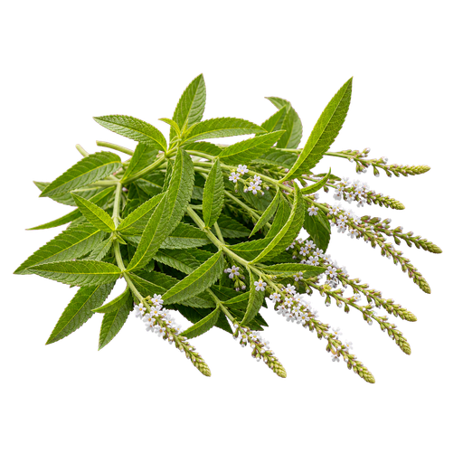 Verbena note