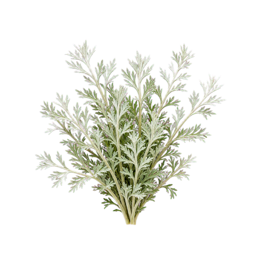 Wormwood note