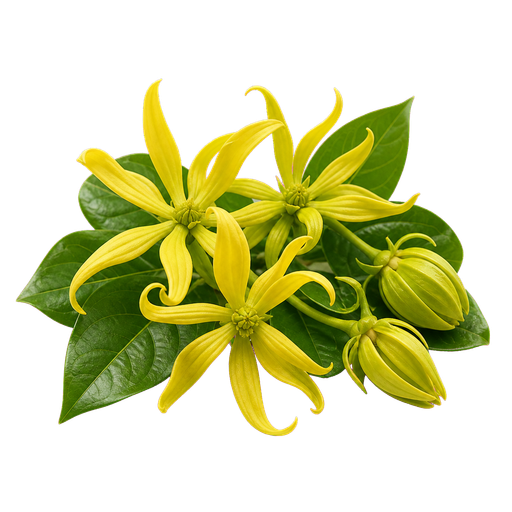 Ylang-Ylang note