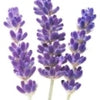 Lavender note — Lavender Fragrances