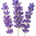 Lavender note