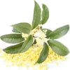 Osmanthus note — Osmanthus Fragrances