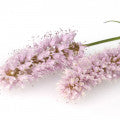 Polygonum Fragrances - Shop inspired-by fragrances at Fragrenza