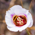 Mariposa Lily Fragrances - Shop inspired-by fragrances at Fragrenza