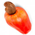 Cashew Fragrances - Shop inspired-by fragrances at Fragrenza