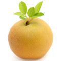 Illustration representing Nashi Pear Fragrances