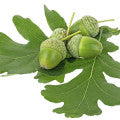 Oak Leaves Fragrances - Shop inspired-by fragrances at Fragrenza