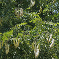 Coffee Tree