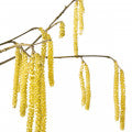 Hazel Blossom
