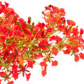 Delonix Fragrances - Shop inspired-by fragrances at Fragrenza