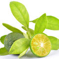 Calamansi Fragrances - Shop inspired-by fragrances at Fragrenza